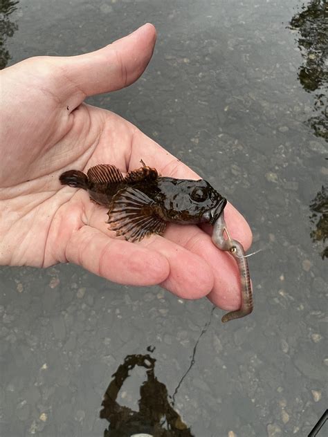 River Sculpin! : r/MicroFishing