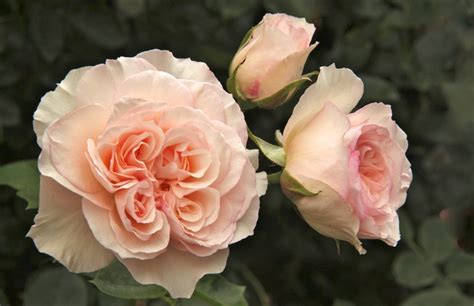 Rosa "Perdita" | Rose, Beautiful flowers, David austin roses