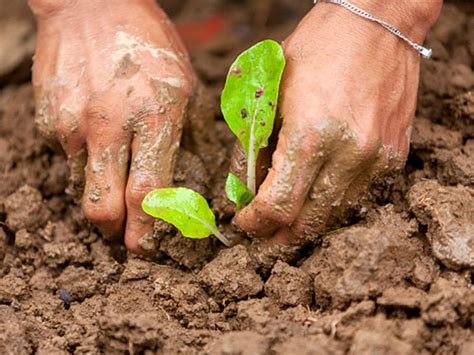Philippine Agriculture - Send Me Now