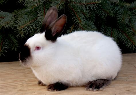 Californian - My House Rabbit