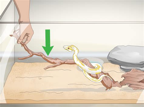 ways to snake aggressive for beginners 1