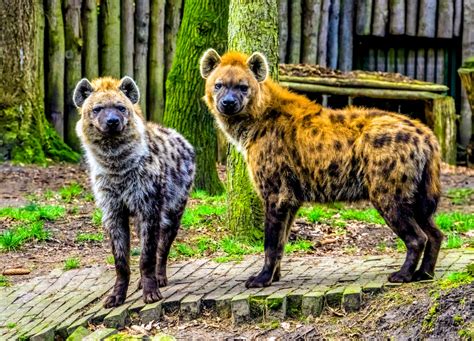 Lion Gender Ratio at Eric Toothaker blog