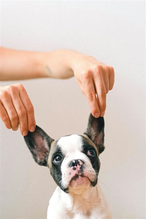 30,000+张最精彩的“Dog”图片 · 100%免费下载 · Pexels素材图片