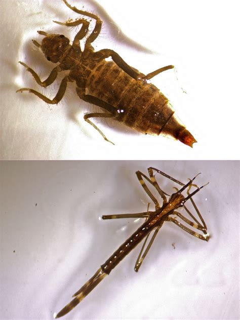 Gomphidae Larvae