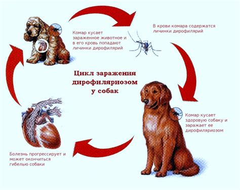 Глисты у собаки: признаки и виды глистов с фото и описанием