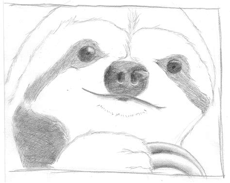 Sloth Face Drawing at PaintingValley.com | Explore collection of Sloth ...
