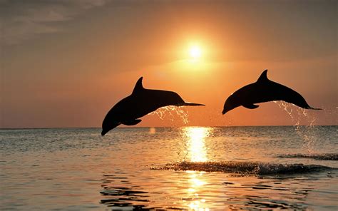 Two dolphins jumping out of water during golden hour HD wallpaper ...