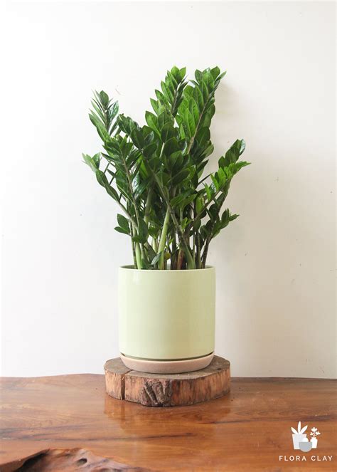 Large ZZ Plant | Plant Arrangements – FLORA CLAY