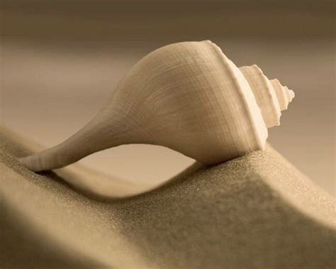 142 best ideas about Seashells on Pinterest | Starfish, Inside art and ...