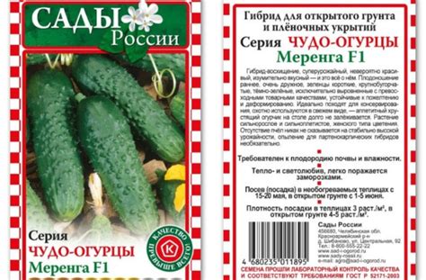 Огурец Меренга F1 описание сорта с фото, характеристика, урожайность ...