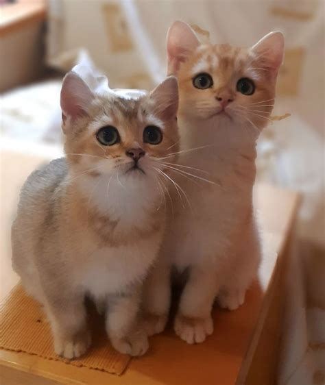 Пин на доске Cats & Kittens | Котята, Кошки и котята, Милые котята