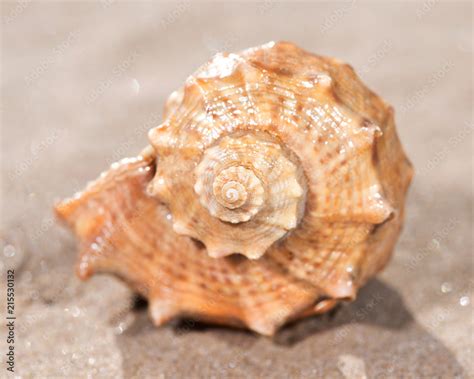 mollusc  mollusk shell  typically  calcareous exoskeleton