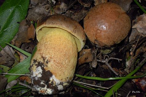 Leccinum lepidum - leccino - conoscere i funghi di p. stivala