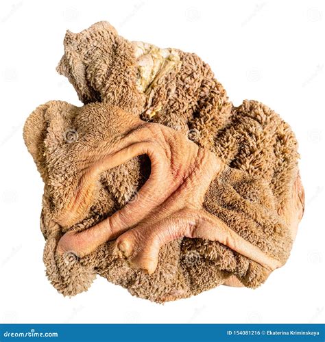 recipes for beef tripe 3