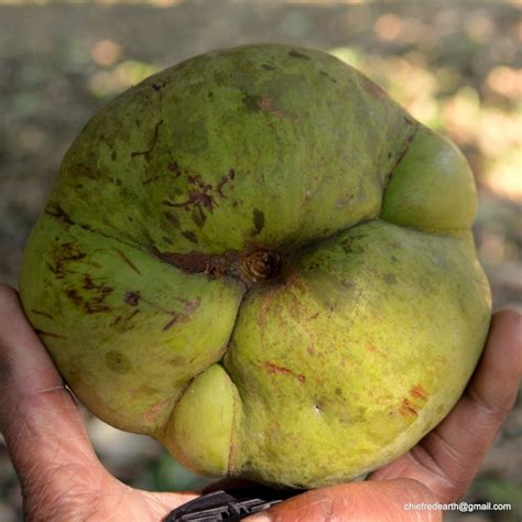 Elephant Apple, Dillenia indica