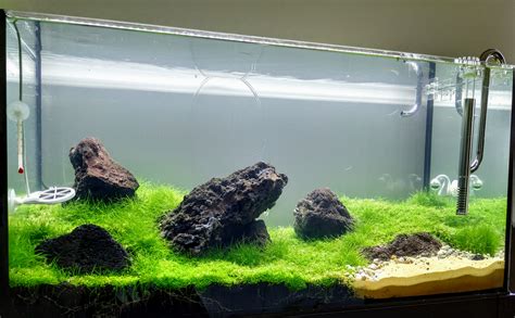 My First Iwagumi! : r/Aquariums