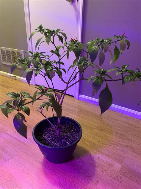 Confused pepper plant : r/gardening