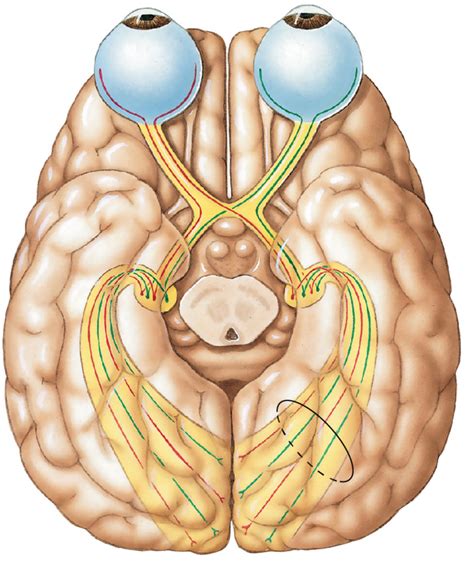 Optic Nerve Diagram | Quizlet