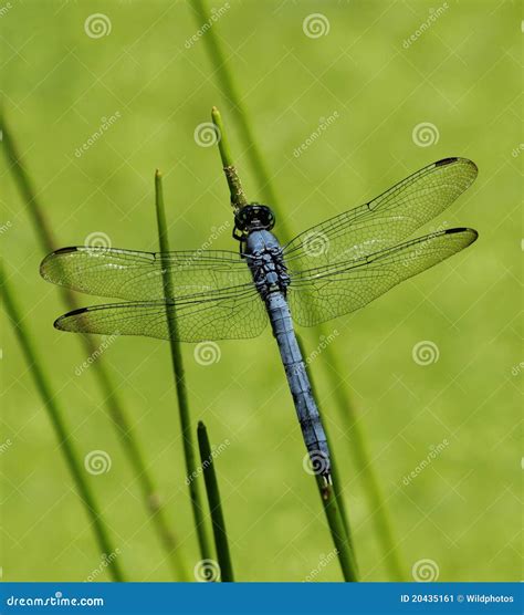 Slaty Skimmer Dragonfly stock image. Image of dragonfly - 20435161