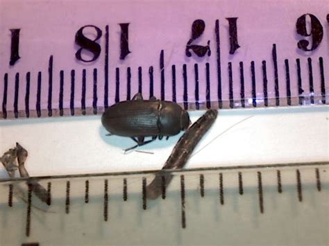 Tenebrionid (mealworm) larvae infestation within a home -First ...