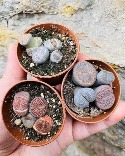 Суккулент Lithops (Литопсы-Живые камни) | Festima.Ru - Мониторинг ...