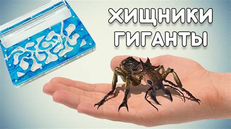 ПОСЫЛКА С МУРАВЬЯМИ! ЗАСЕЛЕНИЕ ХИЩНЫХ МУРАВЬЕВ В НОВЫЙ ДОМ! - YouTube
