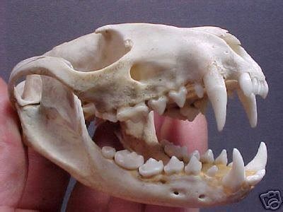 mongoose taxidermy skull real   cast