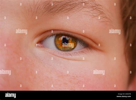 hazel eye color  res stock photography  images alamy