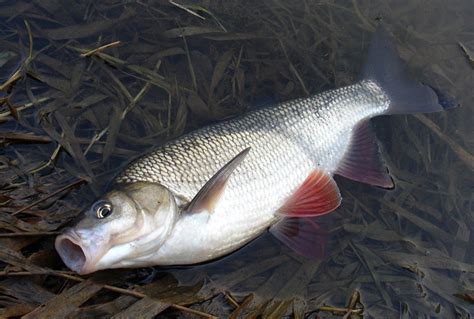 Jelec jesen (Leuciscus idus) - Atlas ryb - Chytej.cz