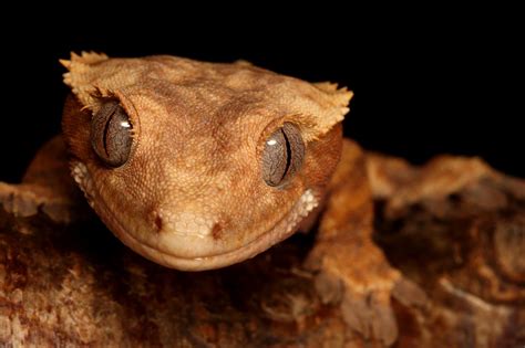 'geko series' by macrojunkie on DeviantArt