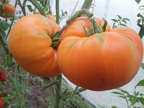 Желтый гигант Клода Брауна | mir-tomatov