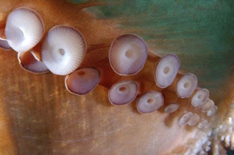 30 Enteroctopus Stock Pictures, Editorial Images and Stock Photos ...