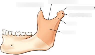 Ramus of mandible-lateral view Diagram | Quizlet