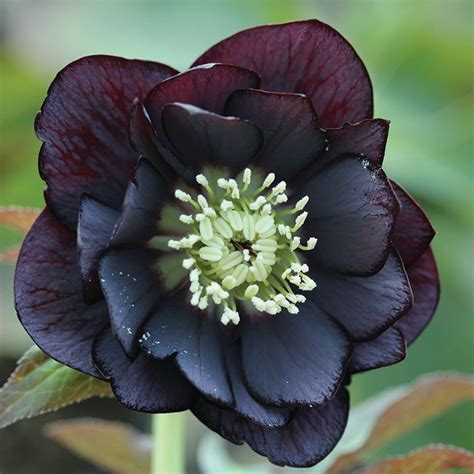 Helleborus 'Double Black'