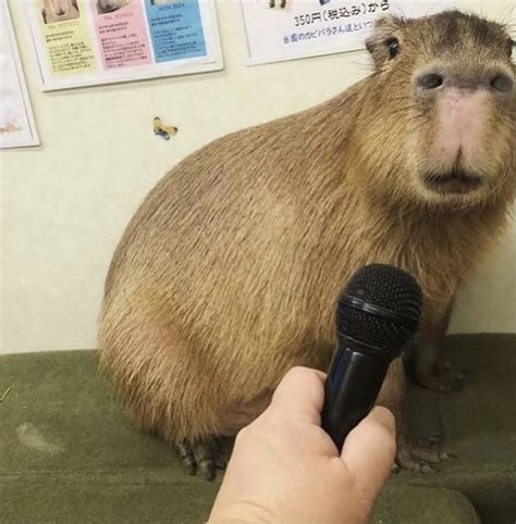Laugh Out Loud: The Funniest Capybara Memes on Pinterest | Capybara pet ...