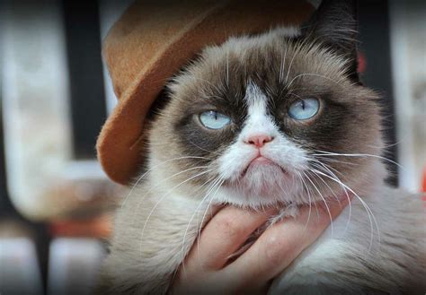 grumpy cat birthday