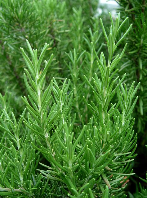 Herbs for Cooking | Garden Housecalls