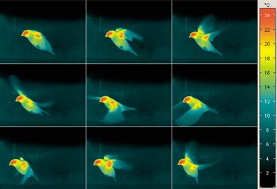 Infrared & Thermal Imaging Applications - Tech Imaging Services