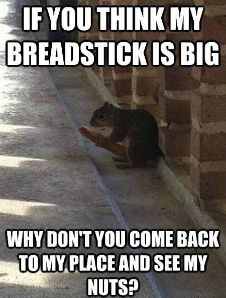 Bravest Information {BIN}: 13 FUNNY SQUIRREL PHOTOS AND MEMES