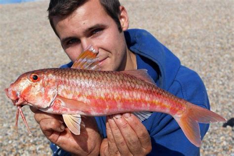 Red Mullet Fish