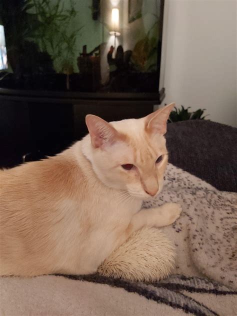 cat   hedgehog  friends im  proud