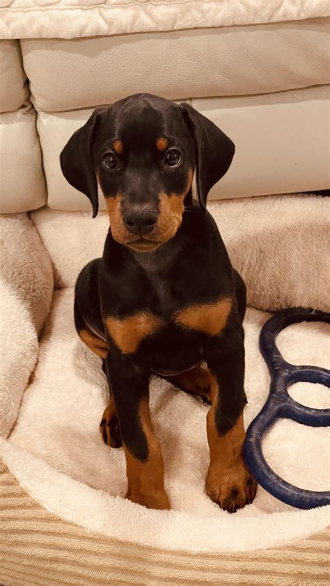 Debating what to attack next. : r/puppies