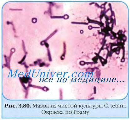 Культуральные свойства возбудителя столбняка. Антигенная структура ...