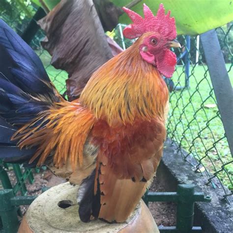 Serama Rooster(1.5 Years Old), Pet Supplies, Pet Food on Carousell
