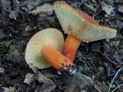 チチタケ