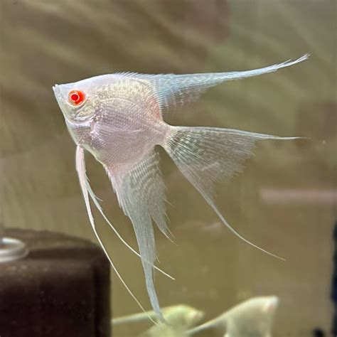 Albino Platinum Veil Angel - Discus Madness