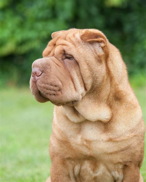40 Best Medium Sized Dog Breeds for Your Family