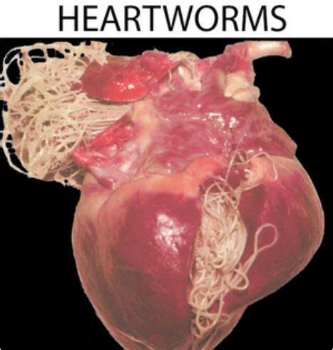 Canine Heartworm - Brooker Ridge Animal Hospital