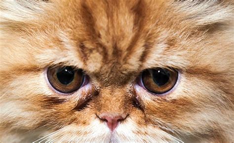 Ugly Persian Cat Stock Photos, Pictures & Royalty-Free Images - iStock