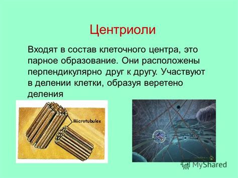 Презентация на тему: "Все живое построено из клеток. Тело человека не ...